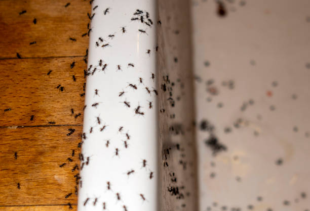 Best Ant Control Services  in Uniontown, AL